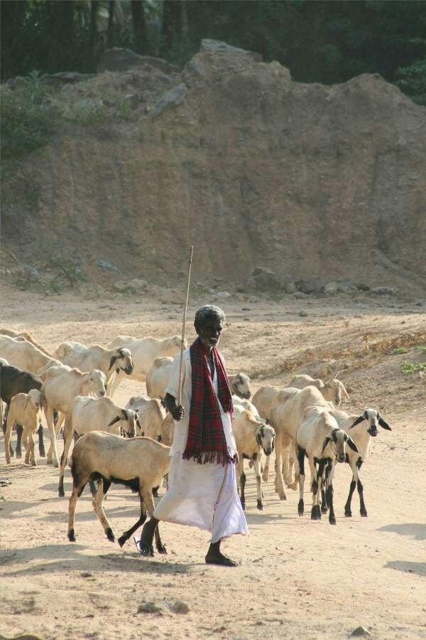  Charwa Geet of Bihar: The Vanishing Echoes of Pastoral Life