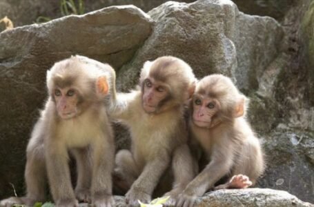 Overcautious Monkeys: When Good Intentions Go Wrong