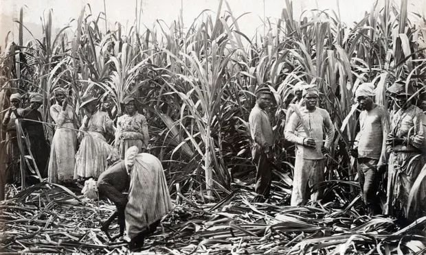  The Dangerous History of Sugar: How a Sweet Luxury Shaped Empires, Fueled Slavery and Changed Human Health